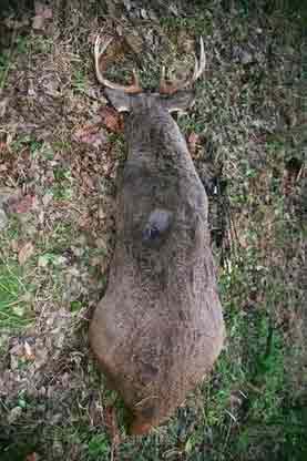 Big Whitetail! Deer was killed in Clarion County, Pa. , weighed 412 lbs